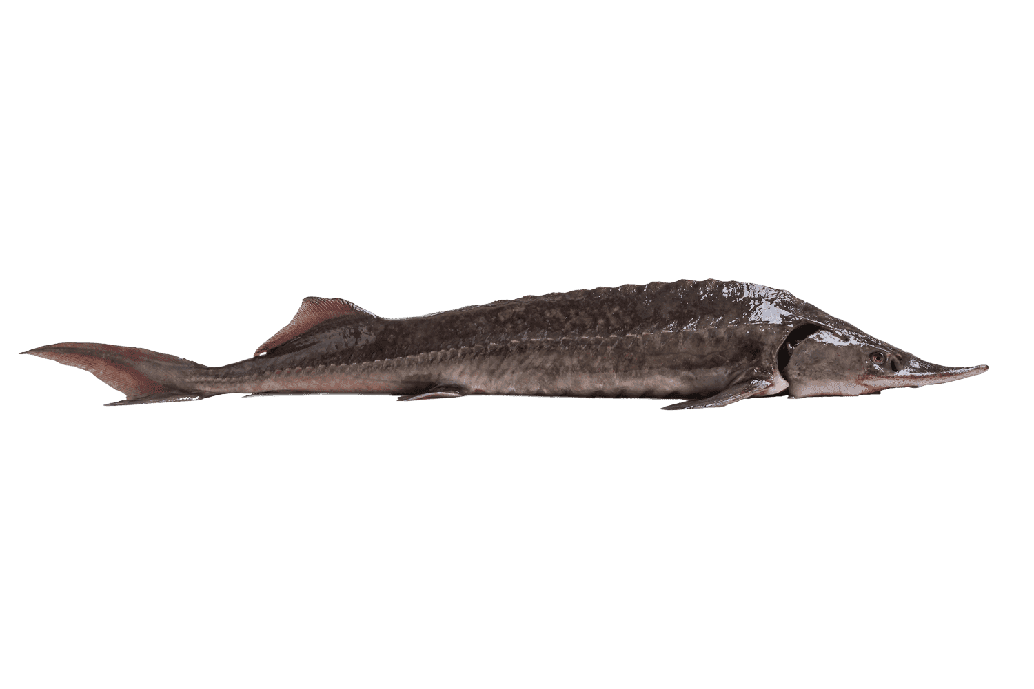 Beluga02