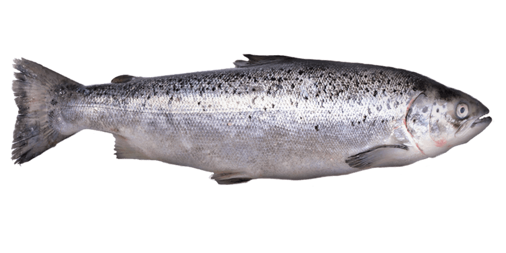 Rainbow Trout2 Png