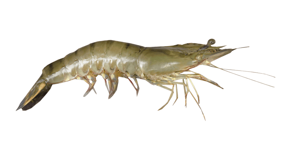 Vanamie Shrimp01